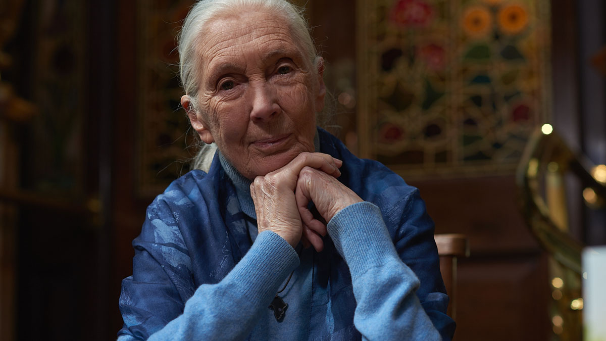 Dr. Jane Goodall Receives Prestigious 2021 Templeton Prize
