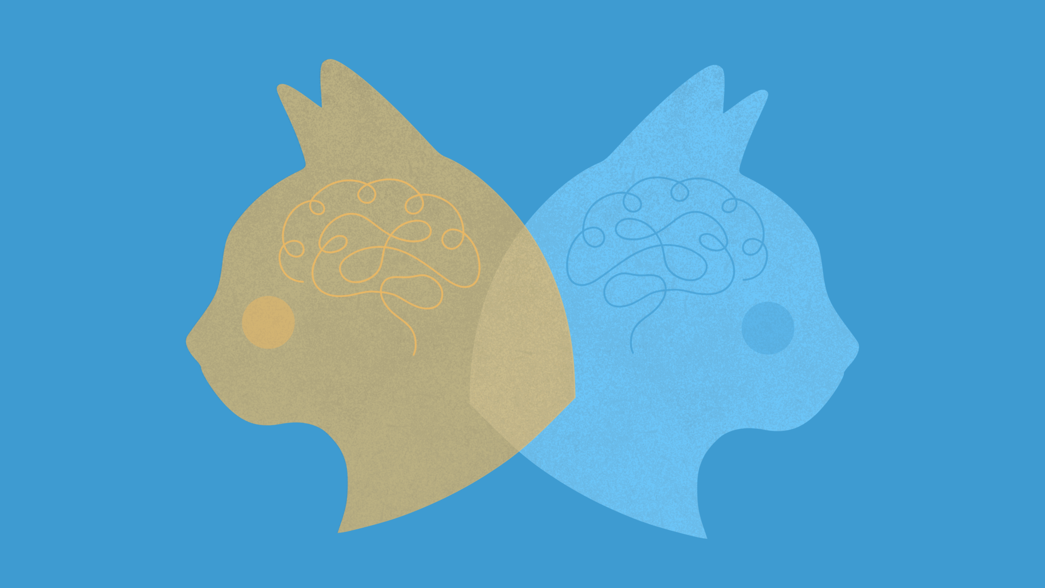 Curiosity Has Two Faces