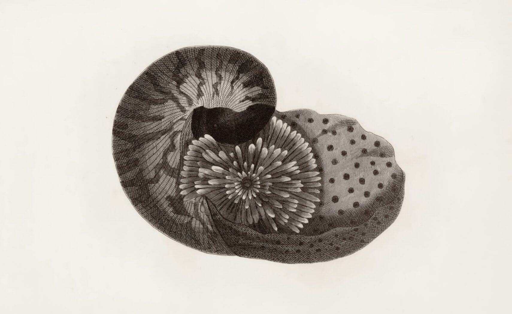 Evolution Before the Origin of Life?