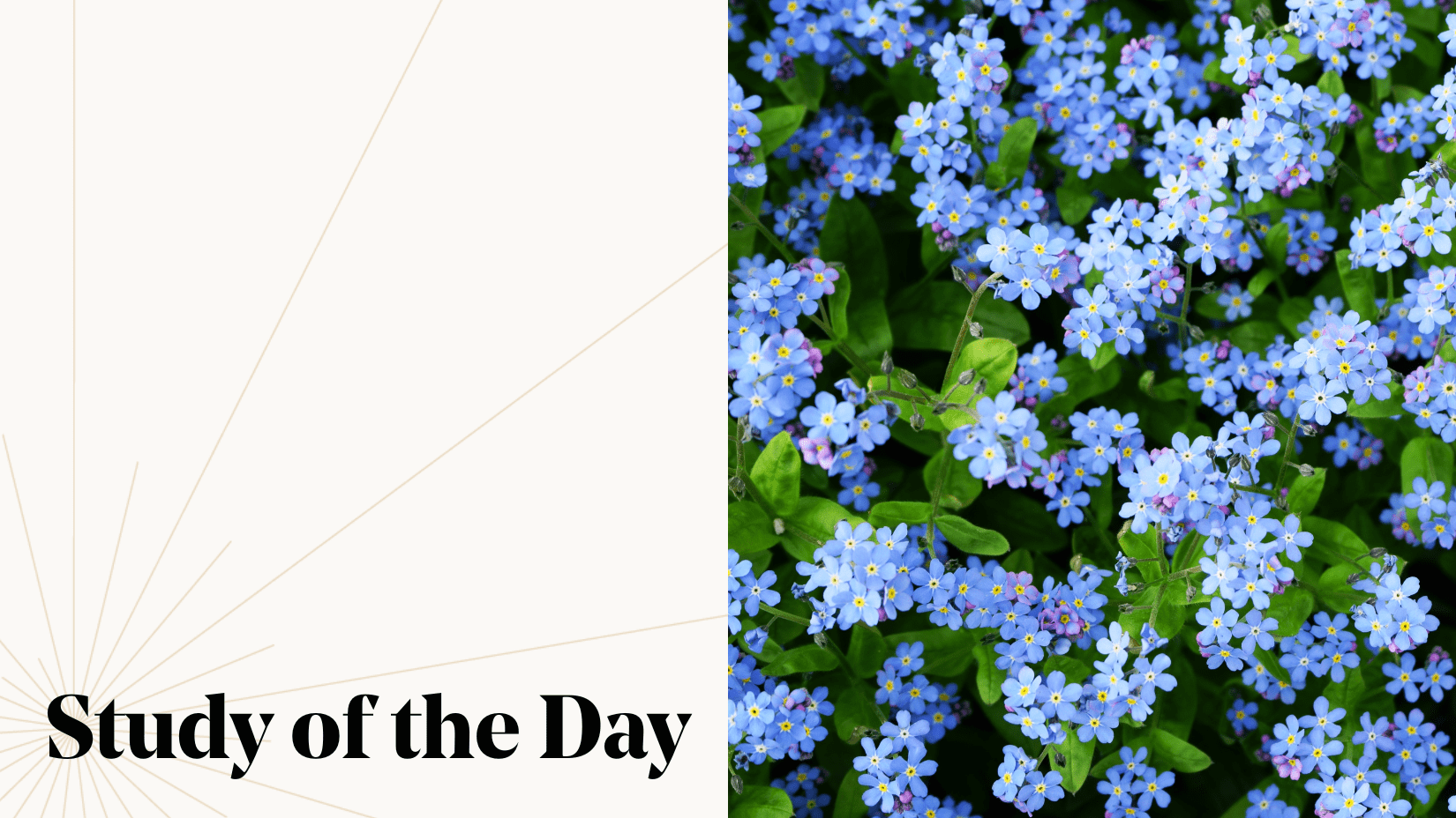 Does Forgiveness Lead to Forgetting?